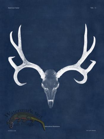Blue Bones 11 Mule Deer